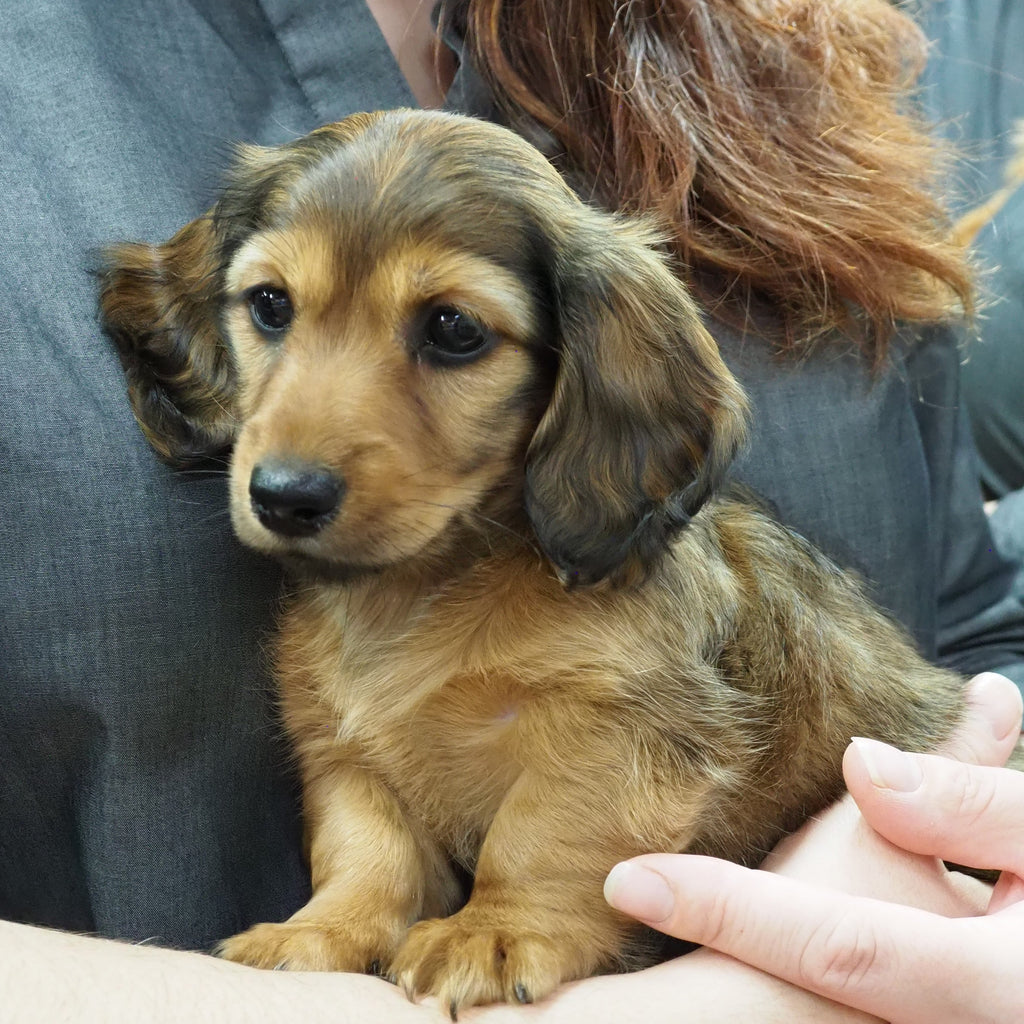 miniature dachshund puppies