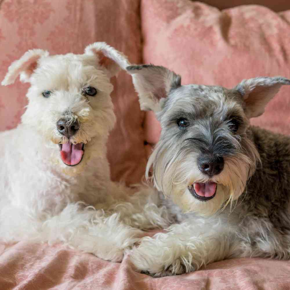 miniature schnauzer breeders in georgia