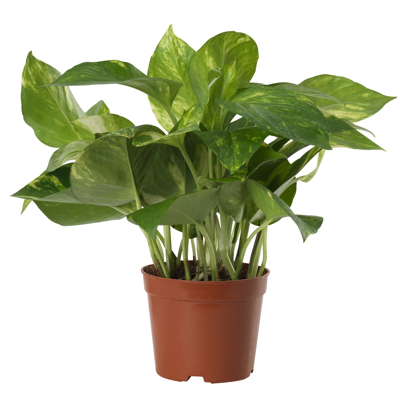 money plant ikea