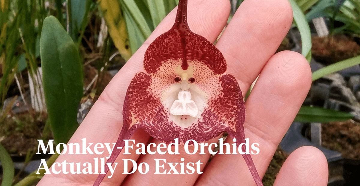 monkey faced orchids