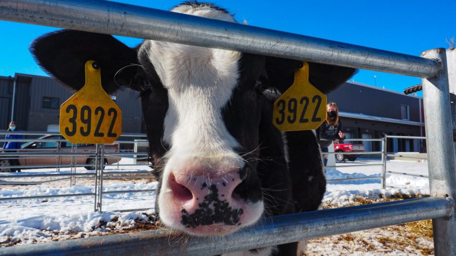 morning fresh dairy farm photos