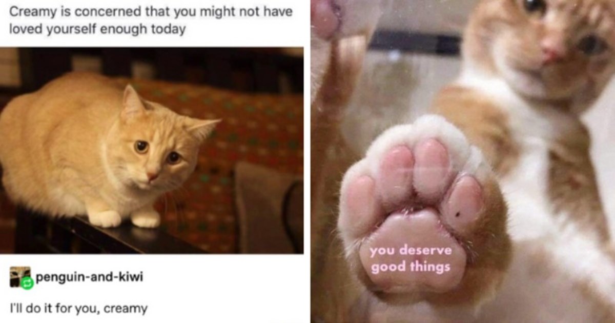 motivational cat memes