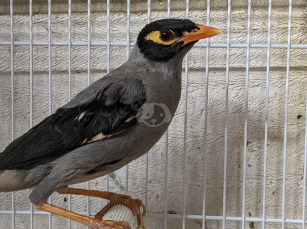 mynah bird for sale