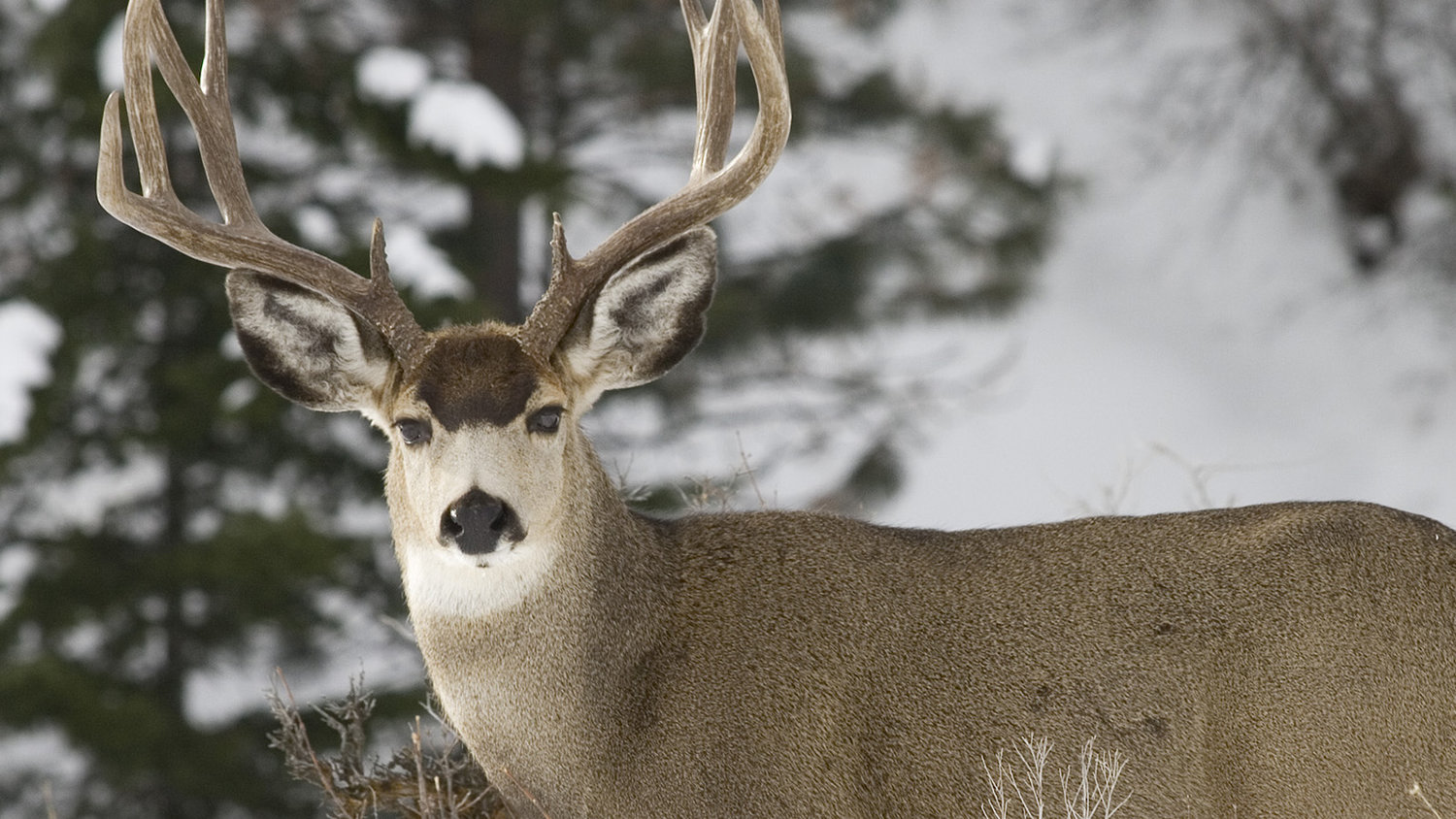 odfw elk regulations