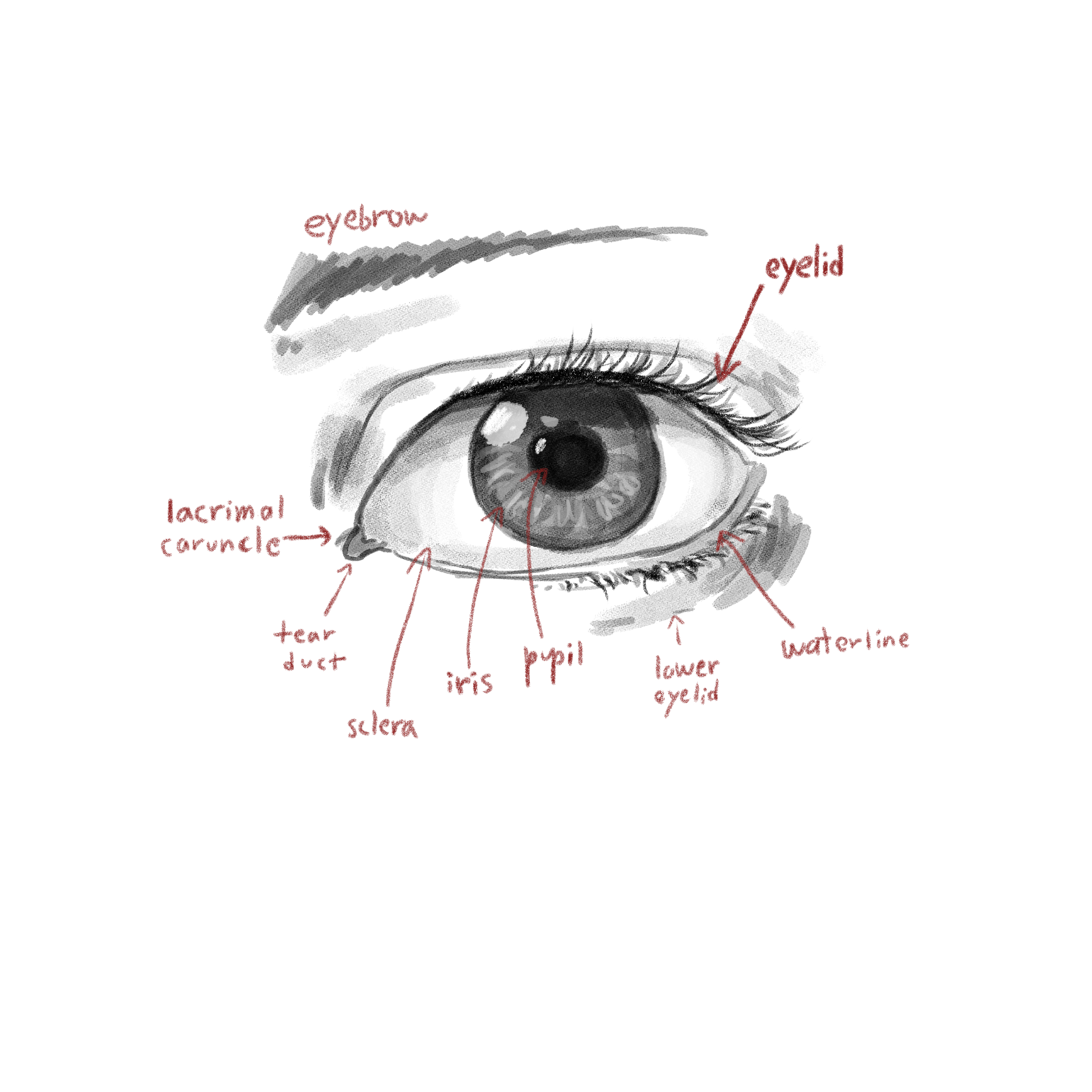 ojos anatomia dibujo