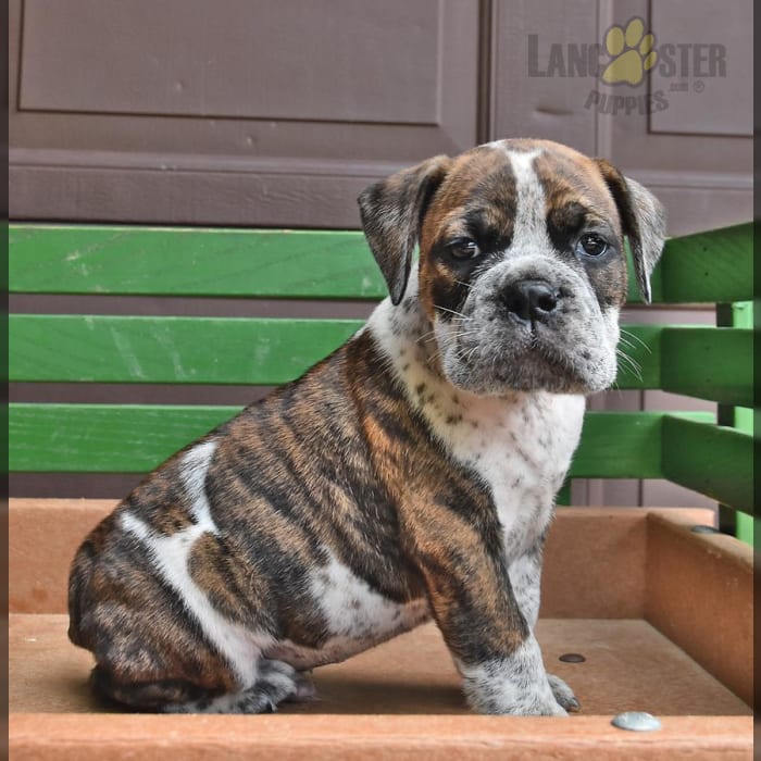 olde english bulldogge puppies for sale