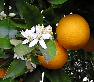 orange meaning in bengali