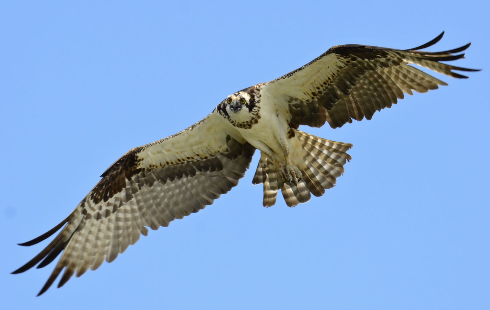 osprey vs seahawk