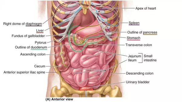 pain left side of stomach under ribs