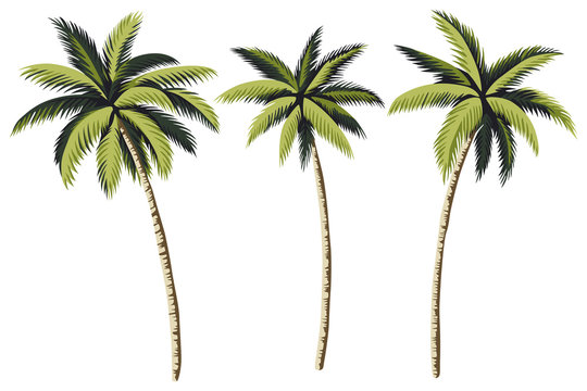 palm tree graphic