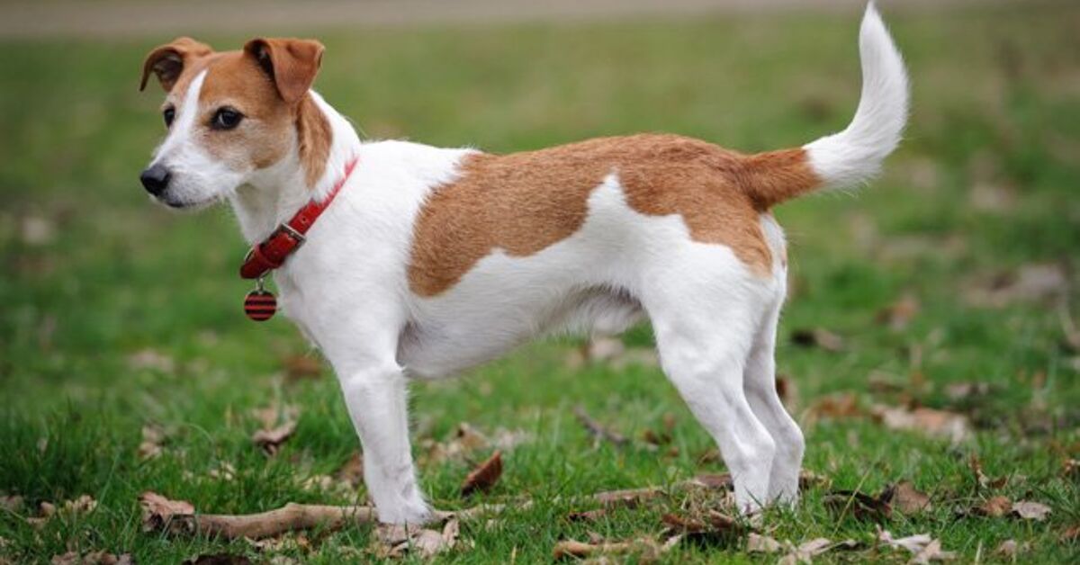 parson jack russell terrier in not