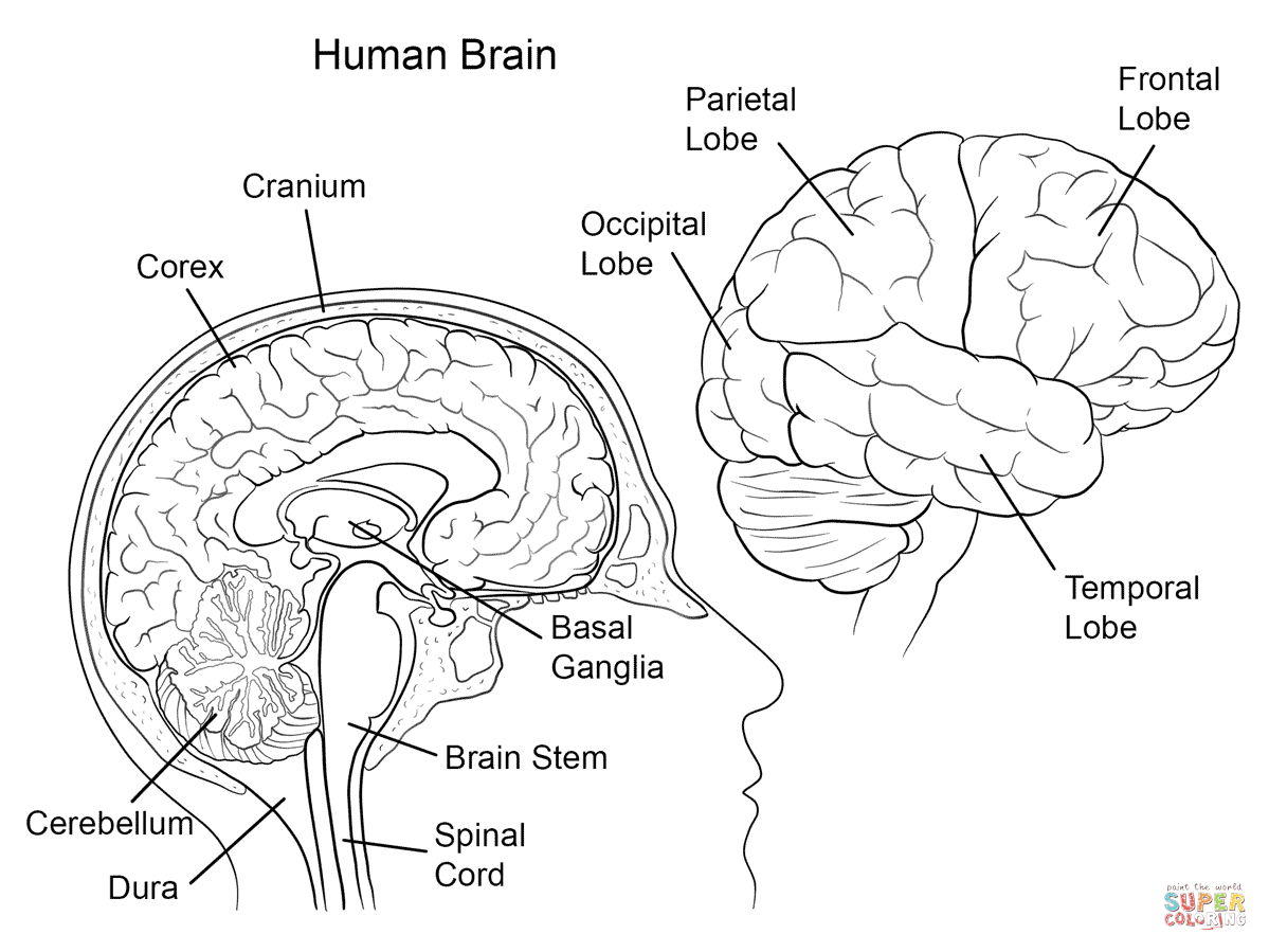 partes del cerebro para colorear