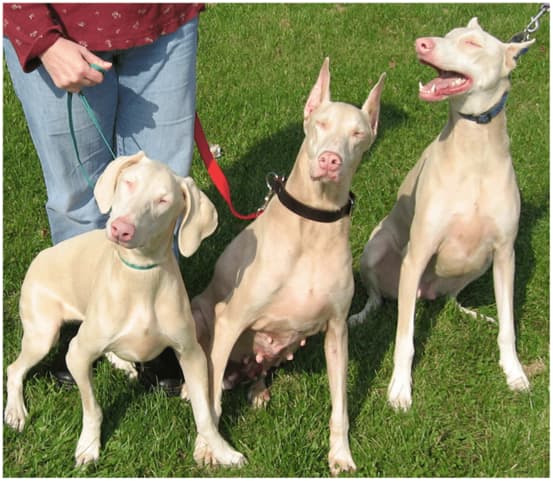 perro doberman blanco