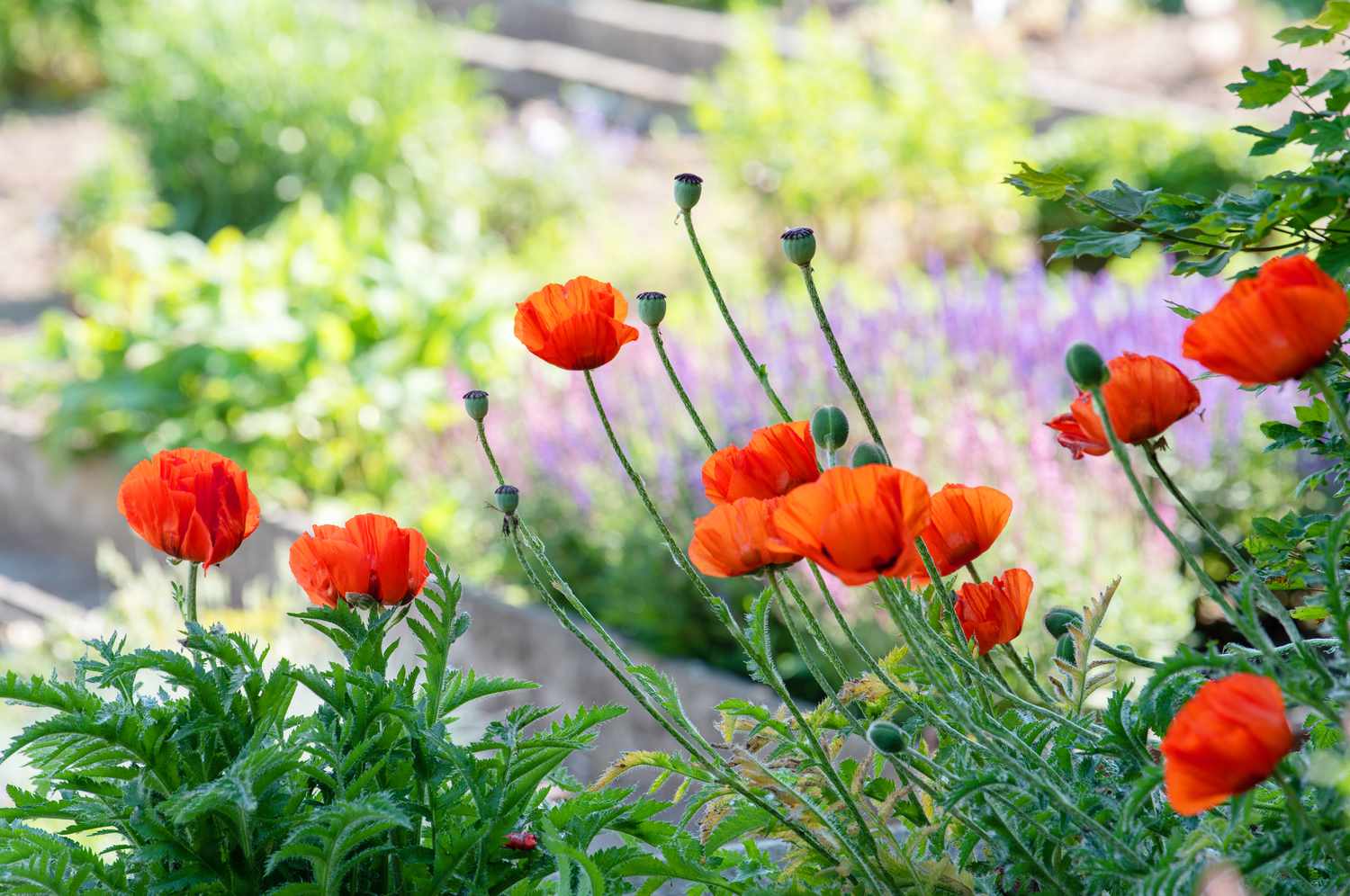 photo of poppies