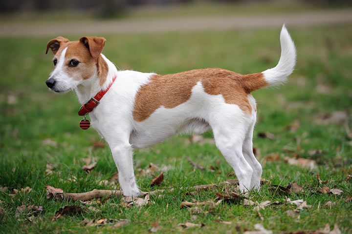 pic of jack russell