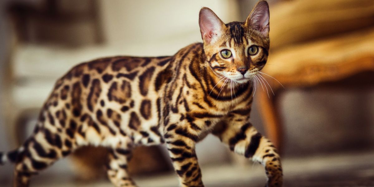 pics of a bengal cat