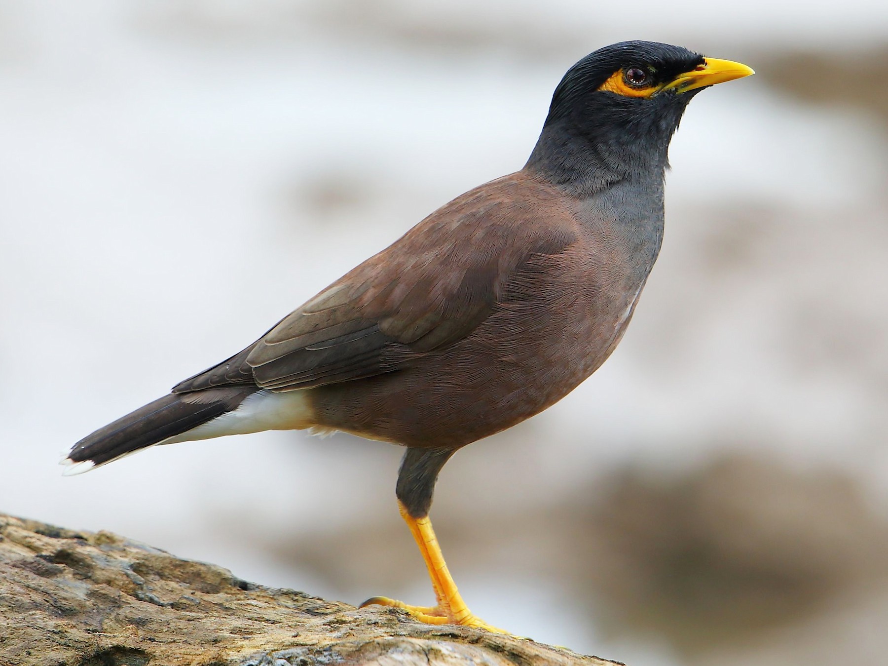 picture of mynah bird