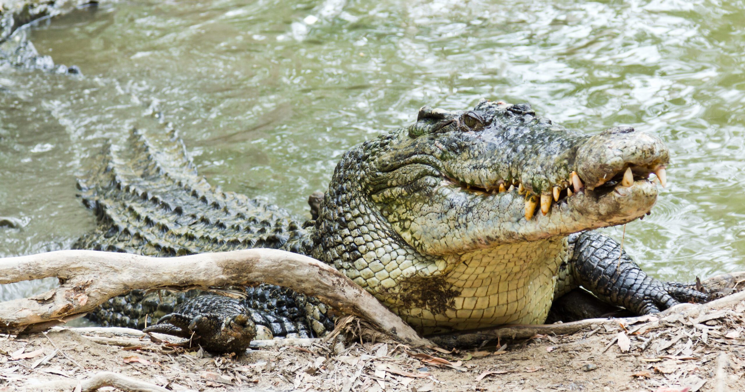 pictures of saltwater crocodiles