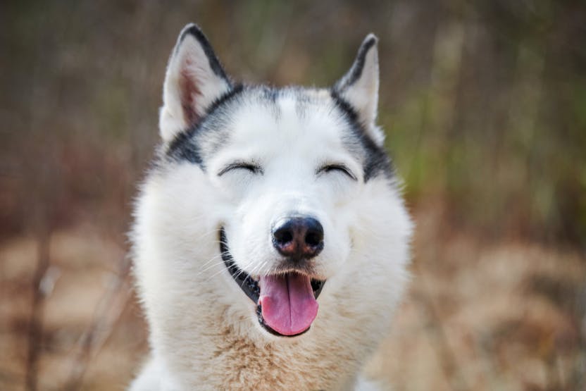 pictures of siberian huskies