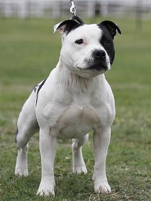 pictures of staffordshire terriers