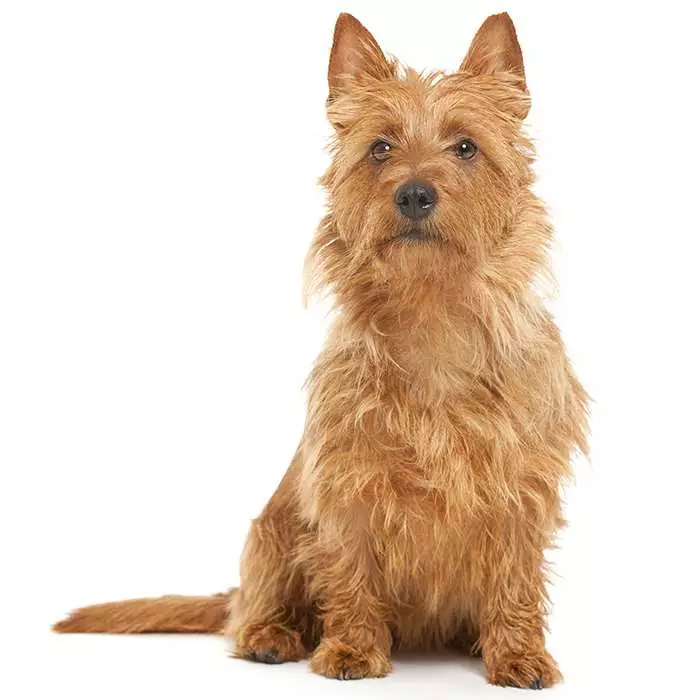 pictures of terrier breeds