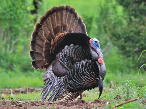 pictures of turkey bird