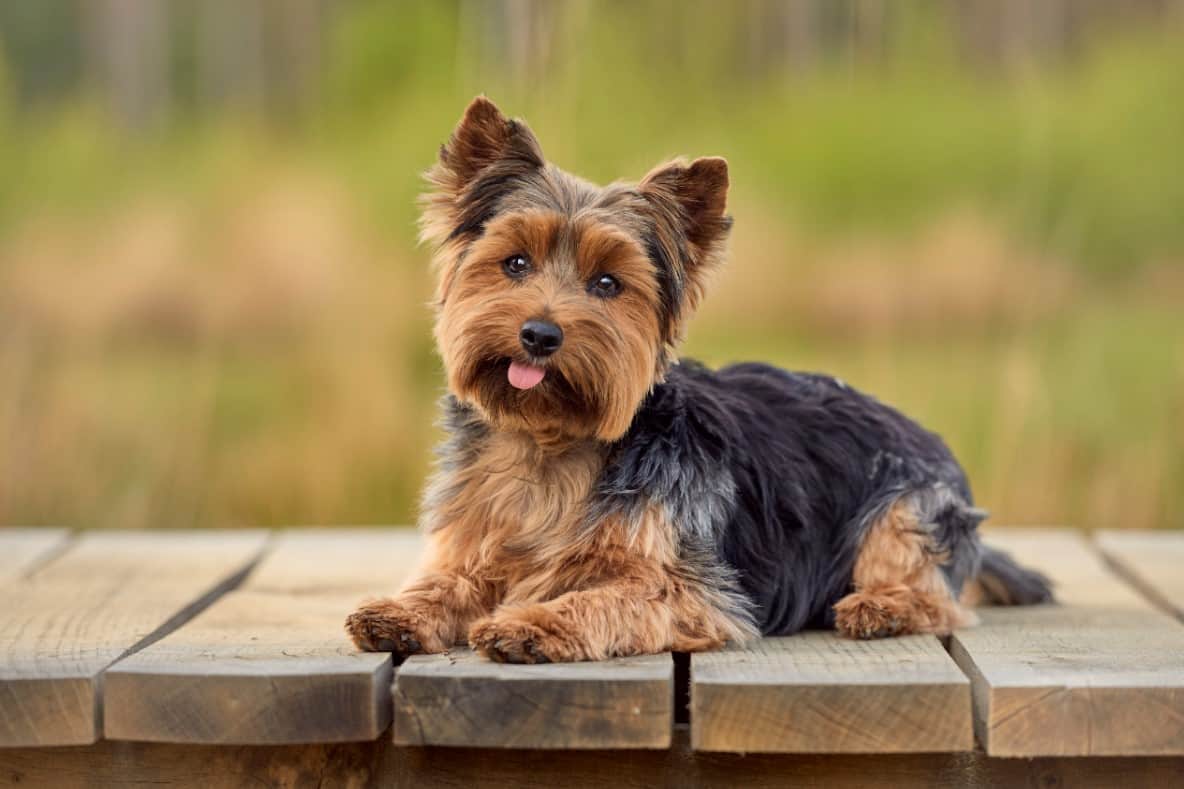 pictures of yorkshire terrier dogs