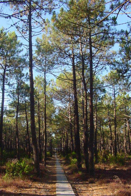 pine wood in telugu