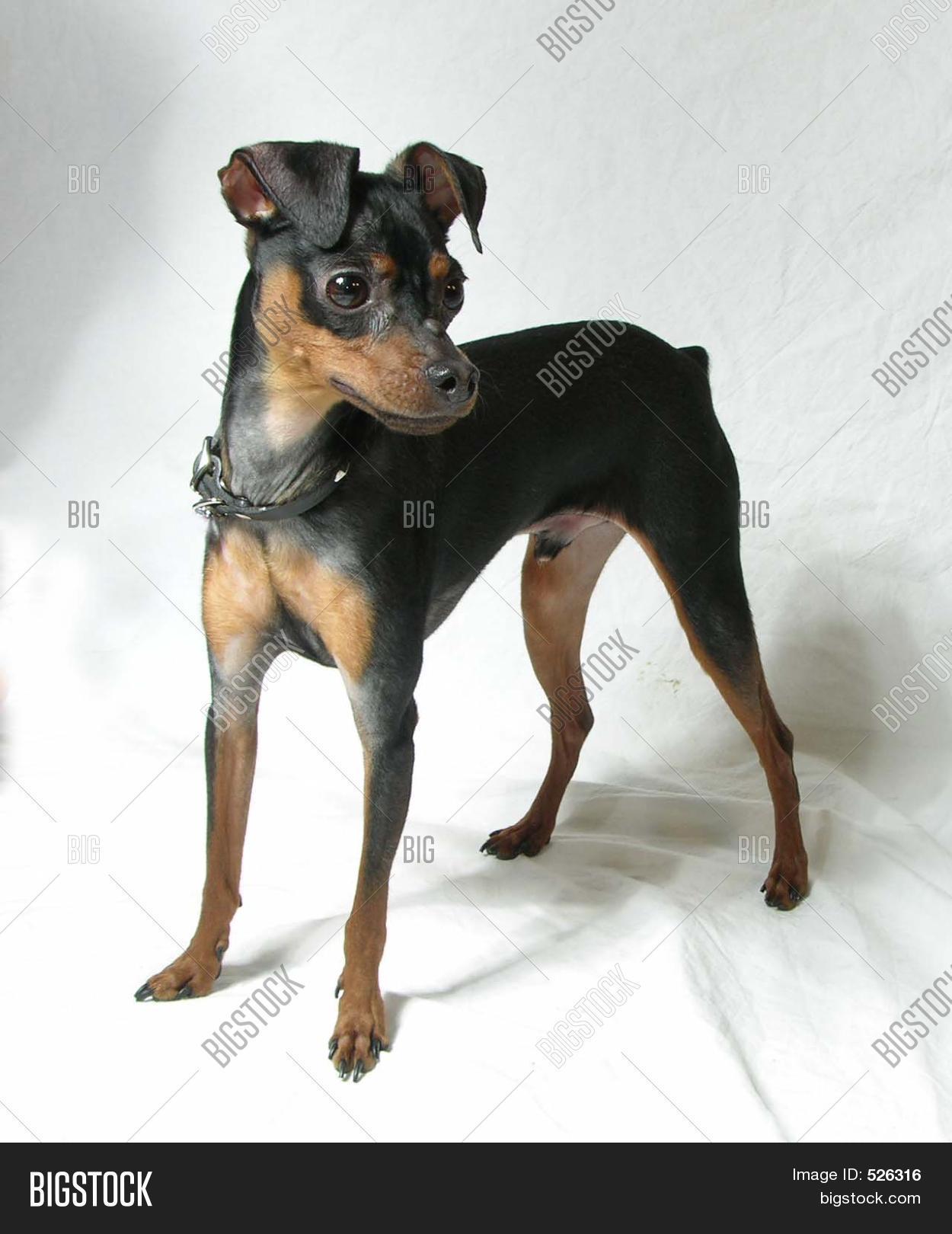 pinscher mix