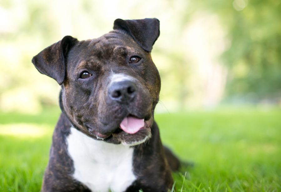 pitbull and terrier mix