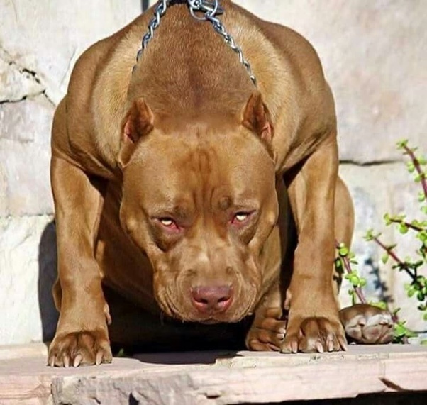 pitbull dangerous images