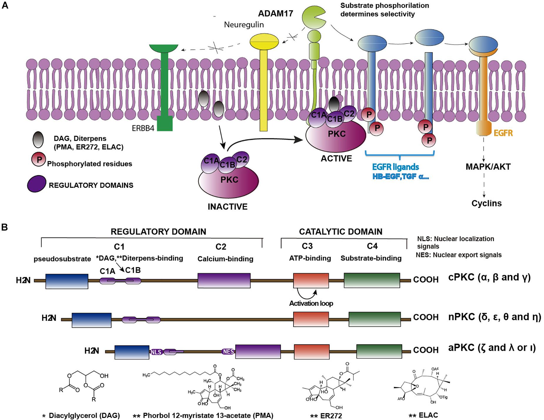 pkc kinase