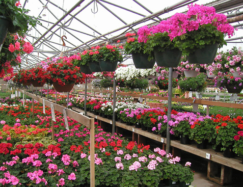 plant nurseries near me