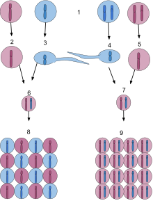 ploidy