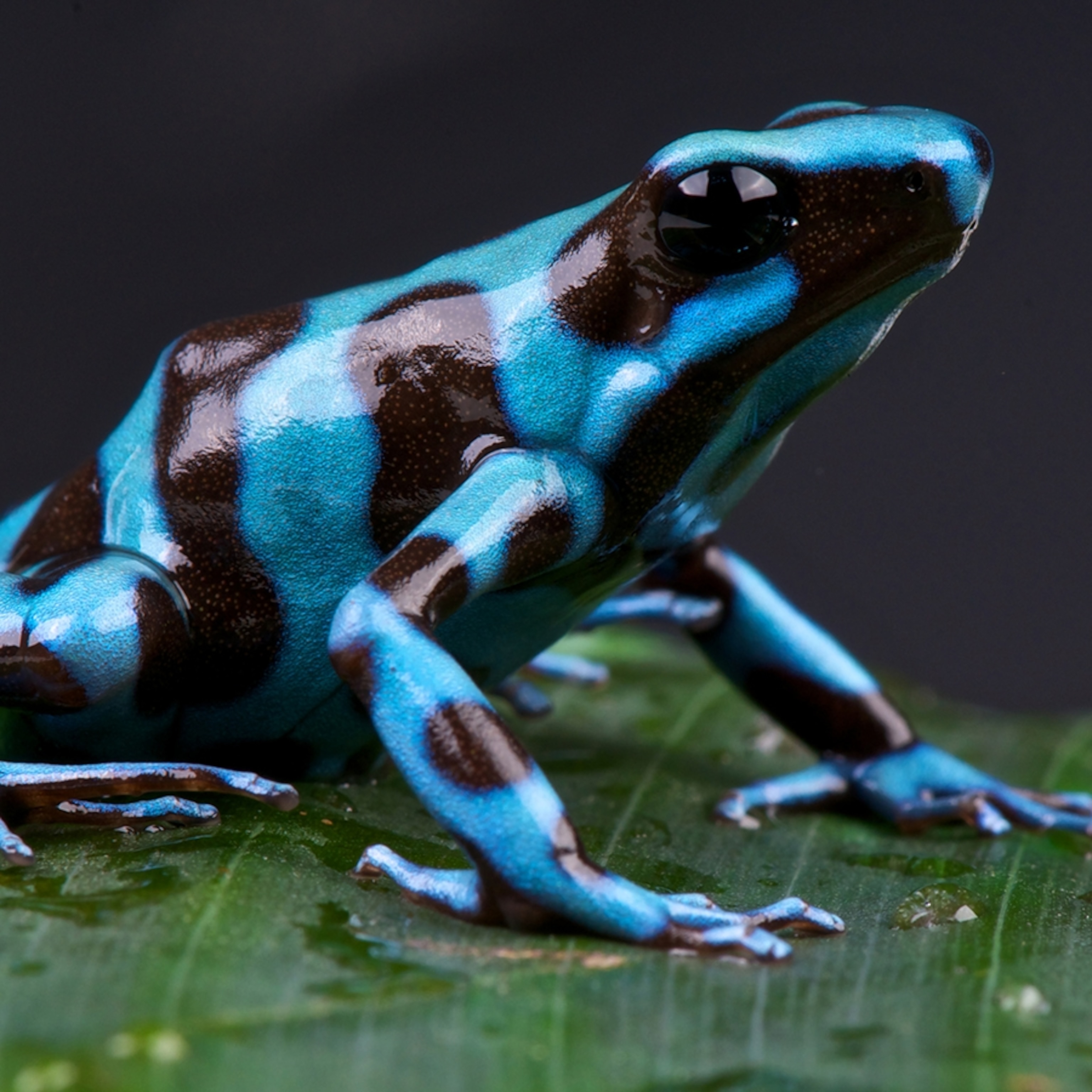 poison frog images