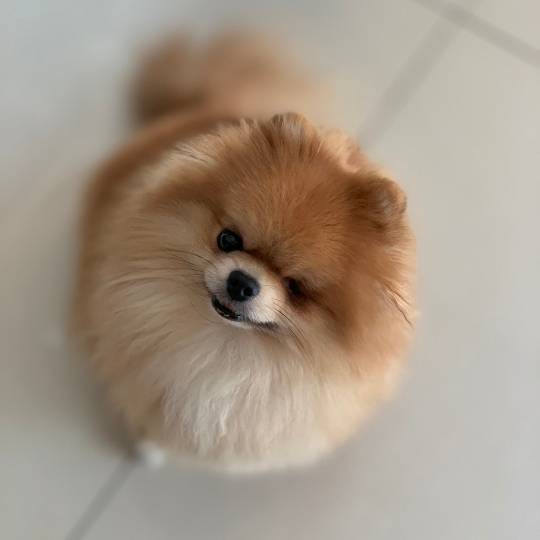 pomerania toy precio