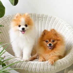 pomeranian puppies forsale