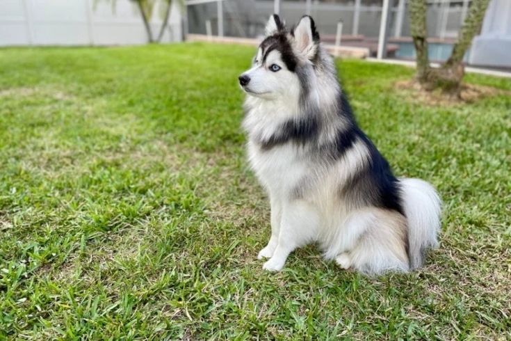 pomsky adultos