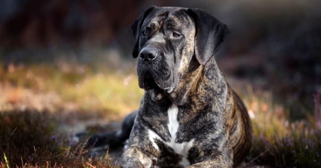 presa canario bite pressure