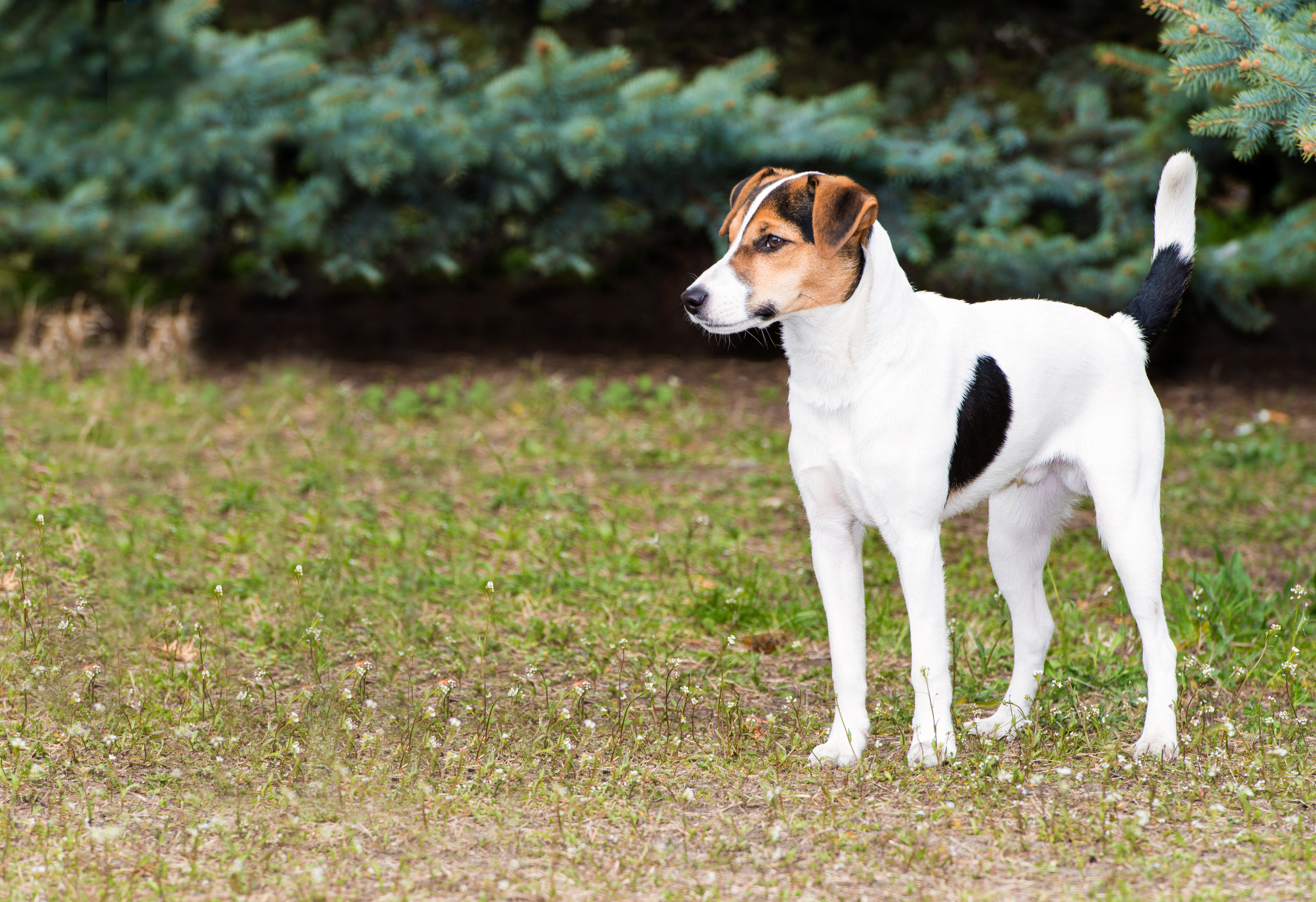 prix fox terrier poil lisse