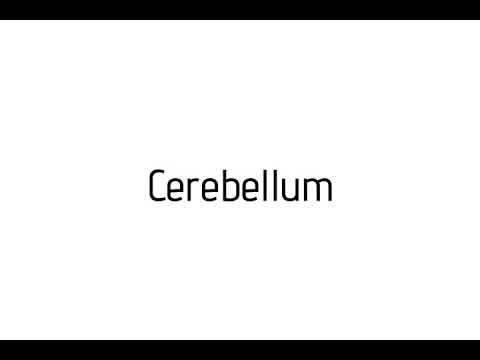 pronunciation of cerebellum