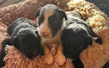 puppies for sale northampton