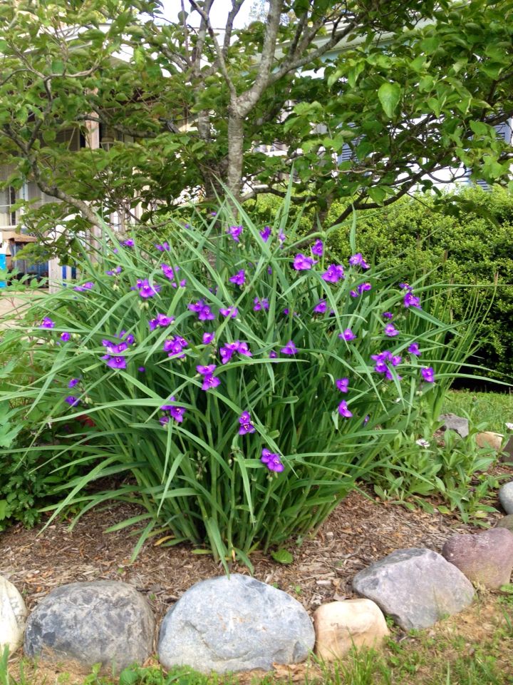 purple wort flower