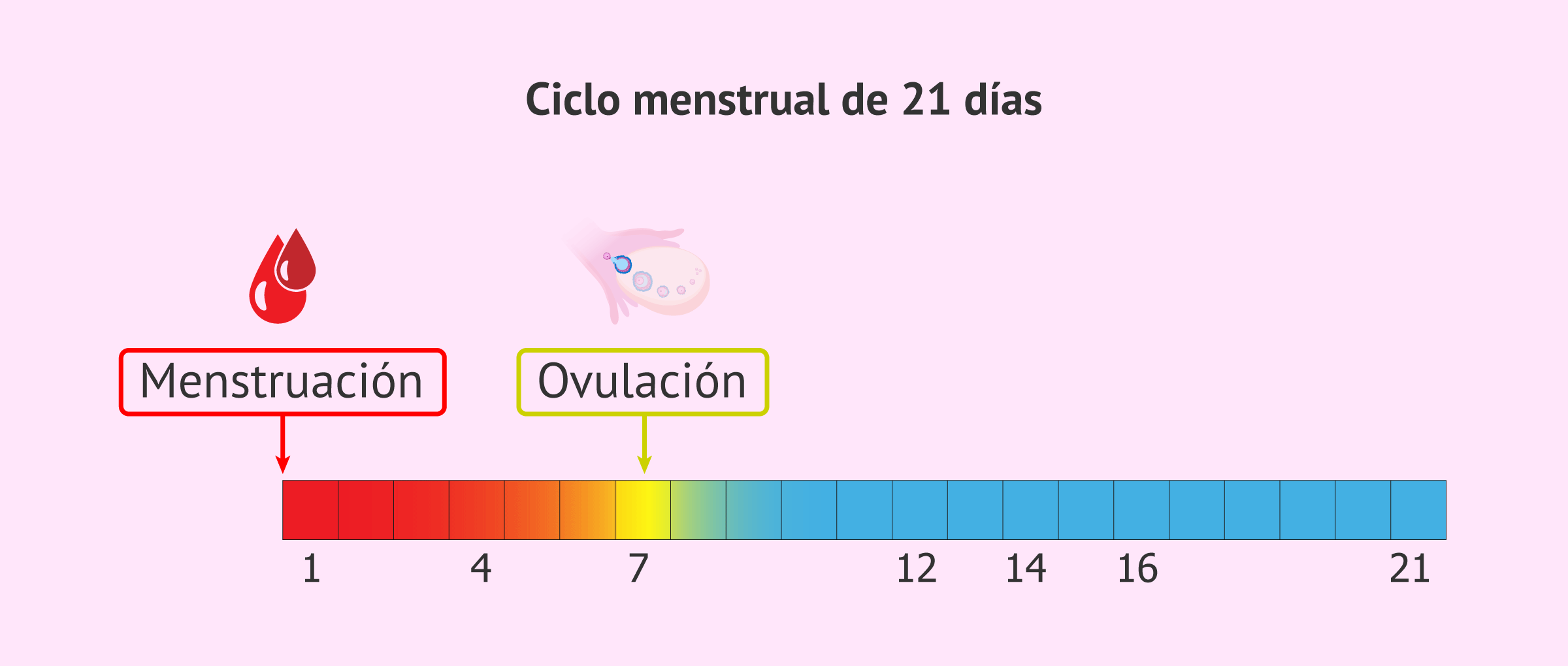 que pasa si eyaculas cuando la mujer esta menstruando