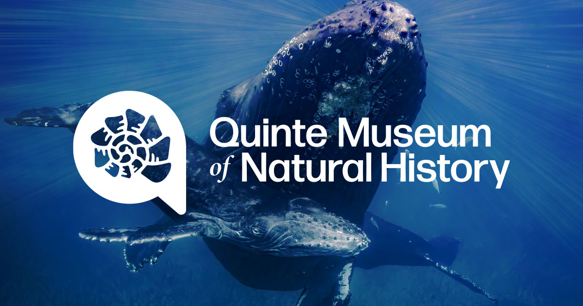 quinte museum of natural history tickets