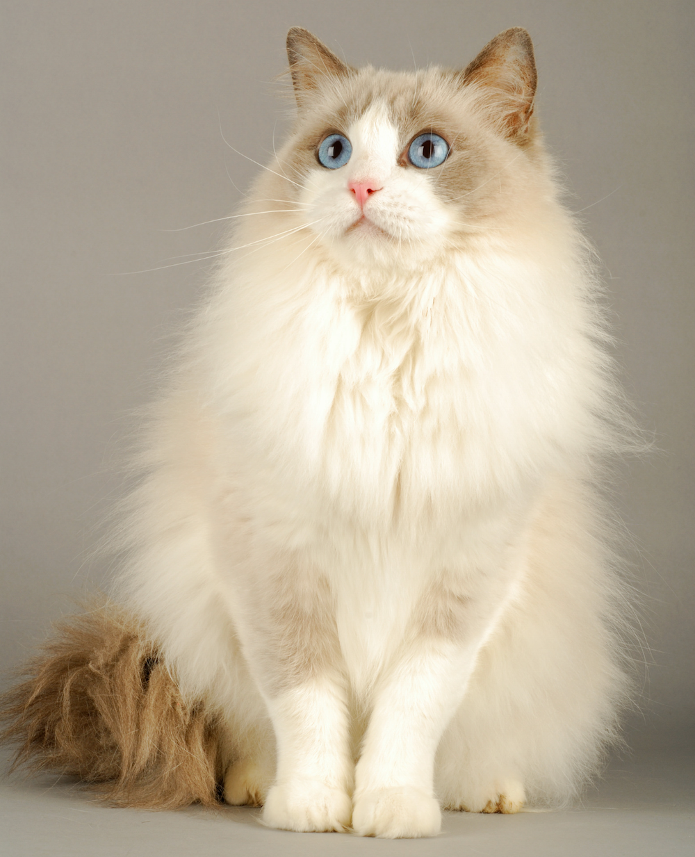 ragdoll cat pictures