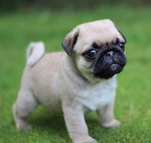 razas de perros pug bebes