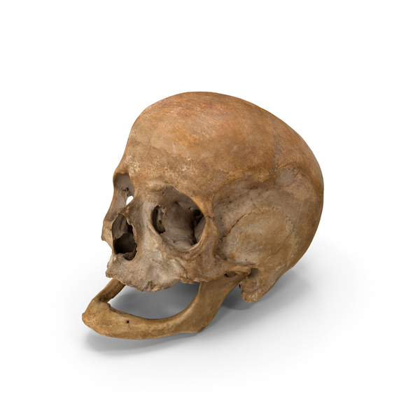 real skull png