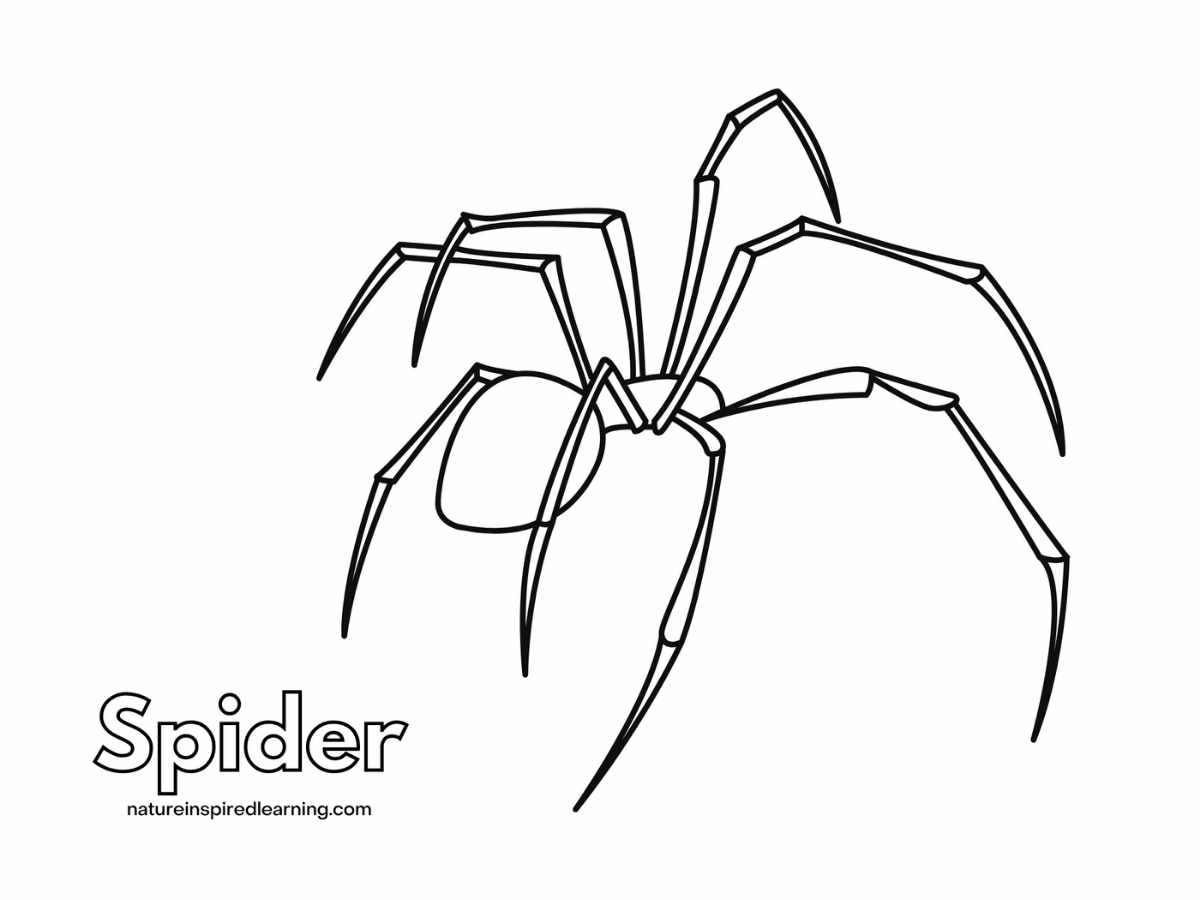 realistic spider coloring pages