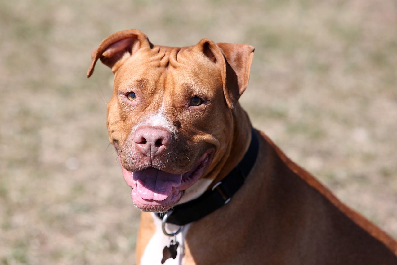 red nose pitbull dog